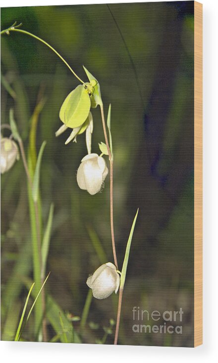 Wildflowers; Globes; Nature; Green; White Wood Print featuring the photograph Whispers by Kathy McClure
