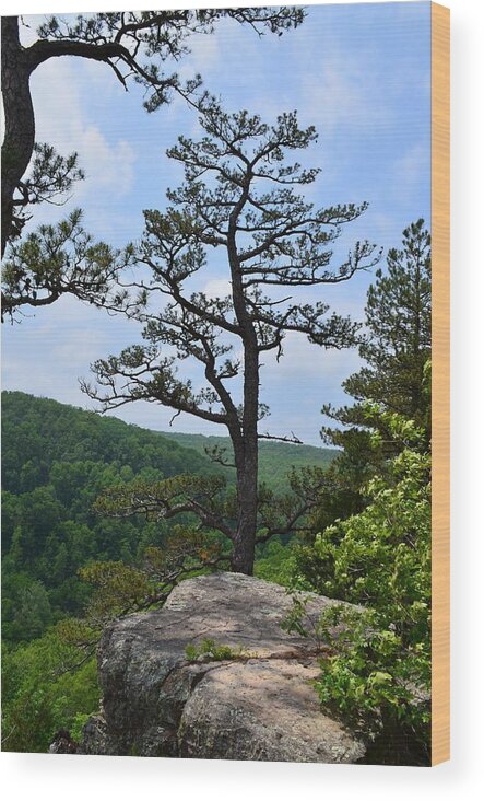 Whitaker Point Wood Print featuring the photograph Whitaker Point Trail by Laureen Murtha Menzl