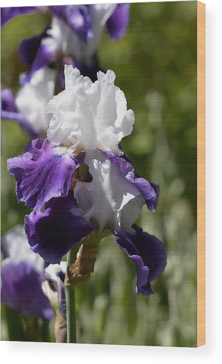 Iris Wood Print featuring the photograph White and Purple Iris by Kae Cheatham
