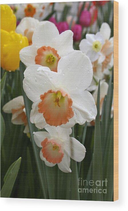White Daffodil Wood Print featuring the photograph White daffodils by Jim Gillen