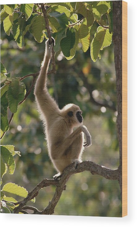 Feb0514 Wood Print featuring the photograph White-handed Gibbon In Tree Thailand by Gerry Ellis