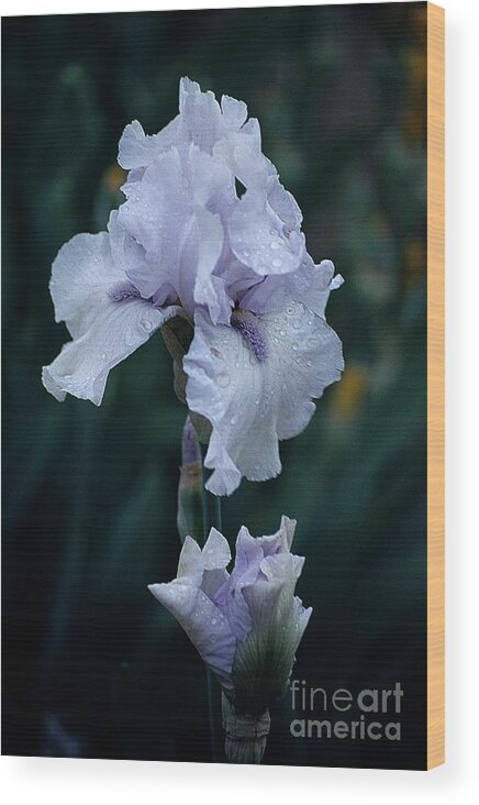 White Iris Wood Print featuring the photograph White Iris by Sharon Elliott