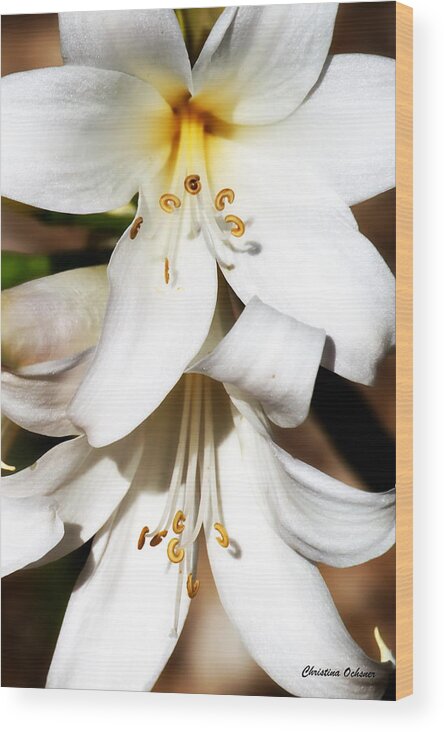 White Lilies Wood Print featuring the photograph White Lilies by Christina Ochsner