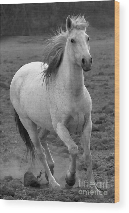 Rtf Ranch Wood Print featuring the photograph White Mare Approaches Number One Close Up Black and White by Heather Kirk