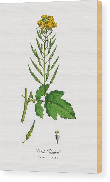 White Background Wood Print featuring the drawing White Mustard, Brassica Alba, Victorian Botanical Illustration, 1863 by Bauhaus1000
