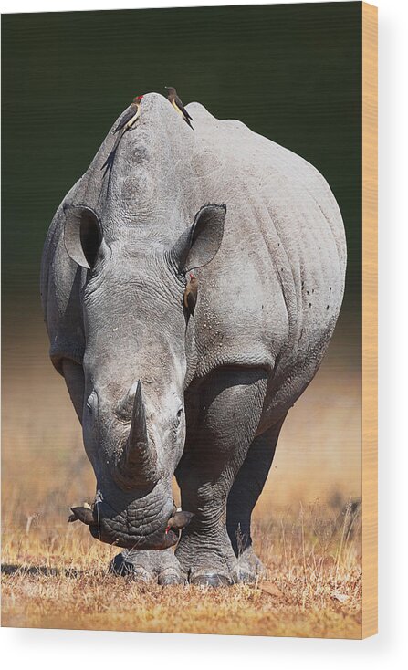 Rhinoceros Wood Print featuring the photograph White Rhinoceros front view by Johan Swanepoel