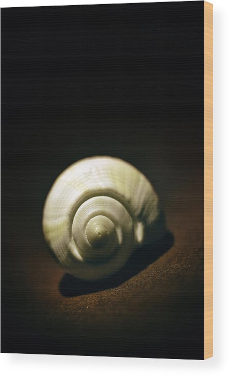 White Wood Print featuring the photograph White shell by Jaroslaw Blaminsky