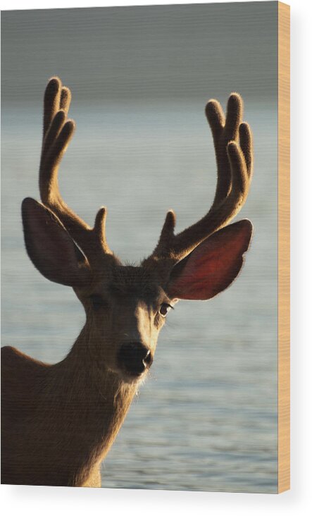 Deer Wood Print featuring the photograph Who Ya Looking At by Bruce Gourley