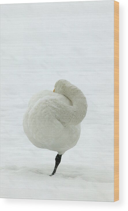 Whooper Swan Wood Print featuring the photograph Whooper Swan by M. Watson