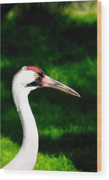 Florida Wood Print featuring the photograph Whooping Crane by Don and Bonnie Fink