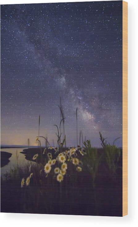  Wild Wood Print featuring the photograph Wild marguerites under the Milky Way by Mircea Costina Photography
