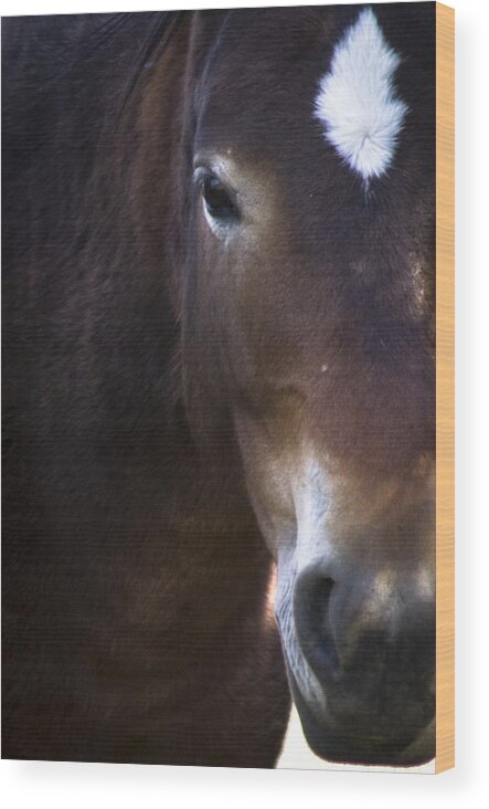 Andalusia Wood Print featuring the photograph Wild Mustangs of New Mexico 42 by Catherine Sobredo