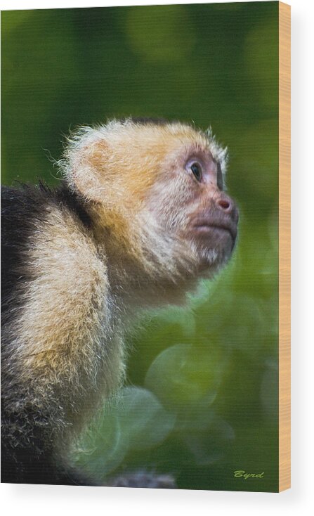Monkey Wood Print featuring the photograph Wild White-faced Capuchin monkey by Christopher Byrd
