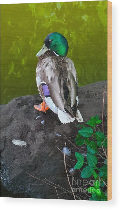 Duck Wood Print featuring the photograph Wildlife In Central Park by Charlie Cliques