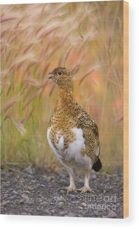 00440922 Wood Print featuring the photograph Willow Ptarmigan Hen by Yva Momatiuk John Eastcott