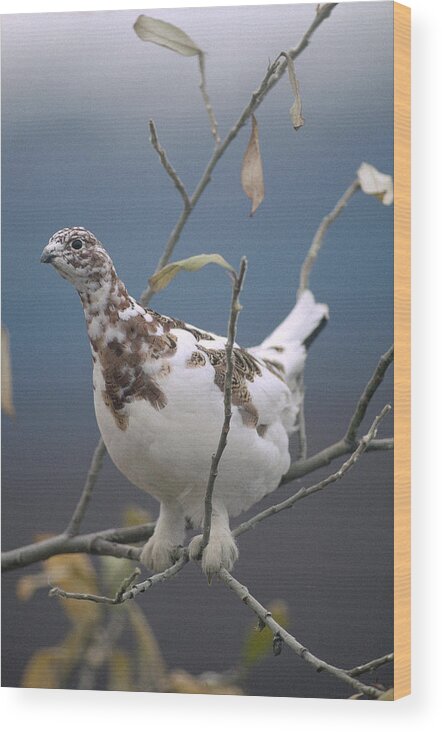 Feb0514 Wood Print featuring the photograph Willow Ptarmigan With Fall Plumage by Michael Quinton