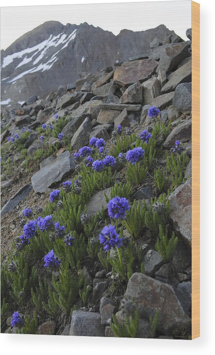 Blue Flowers Wood Print featuring the photograph Wilson Peak Wildflowers by Aaron Spong