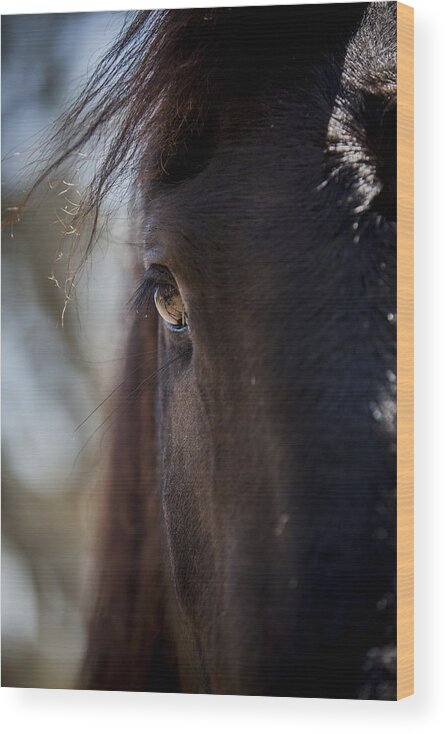 Horses Wood Print featuring the photograph Window Into the Gentle Giant's Soul by Amber Kresge