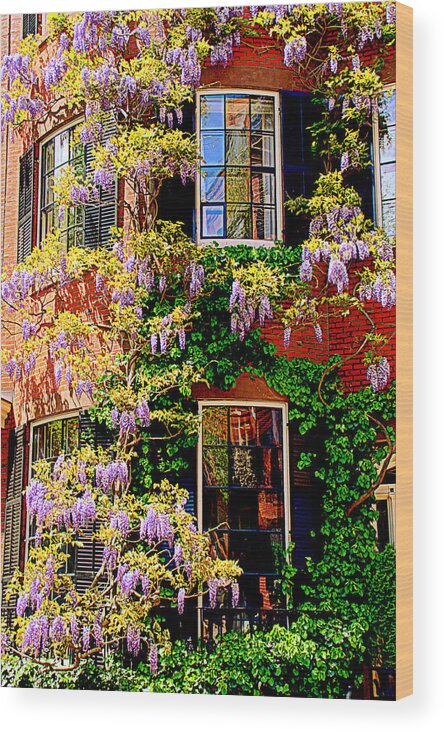 Boston Wood Print featuring the photograph Windows and Wisteria by Caroline Stella