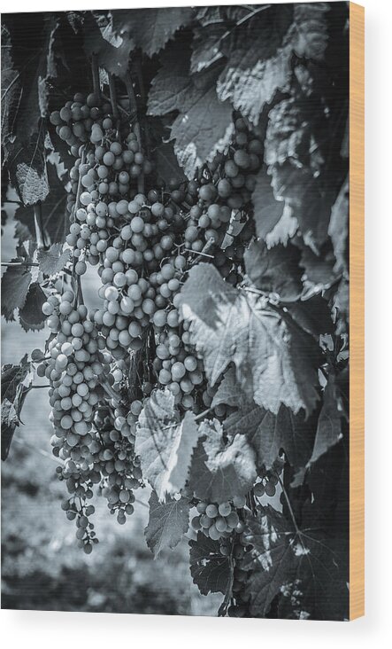 Perissos Wood Print featuring the photograph Wine Grapes BW by David Morefield