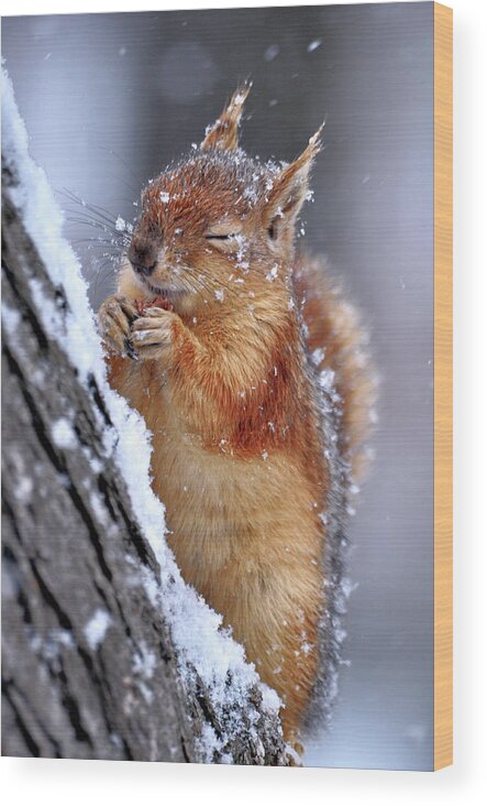 Squirrel Wood Print featuring the photograph Winter by Ervin Kobak?i