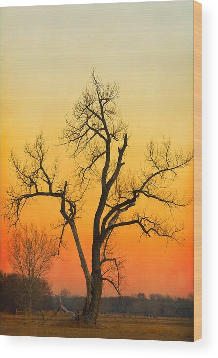 Tree Wood Print featuring the photograph Winter Season Sunset Tree by James BO Insogna
