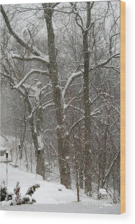 Winter Wood Print featuring the photograph Winter Trees by Karen Adams