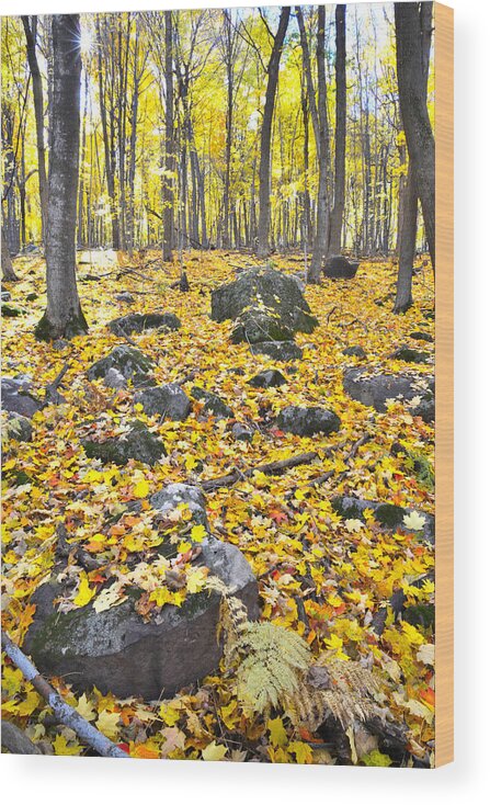 Fall Wood Print featuring the photograph Wisconsin Sugar Maple Carpet by Ray Mathis