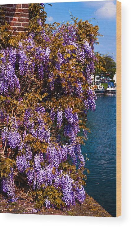 Brielle Wood Print featuring the photograph Wisteria on the Wall. Brielle. Netherlands by Jenny Rainbow