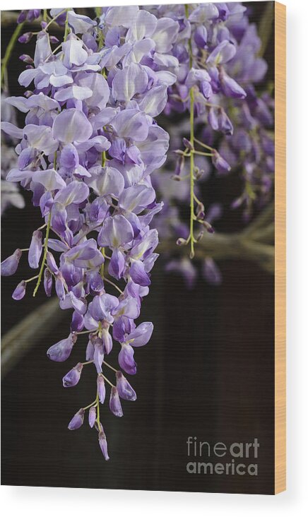 Wisteria Wood Print featuring the photograph Wisteria by Tamara Becker