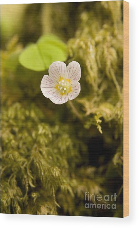 Wood Sorrel Wood Print featuring the photograph Wood Sorrel by Liz Leyden