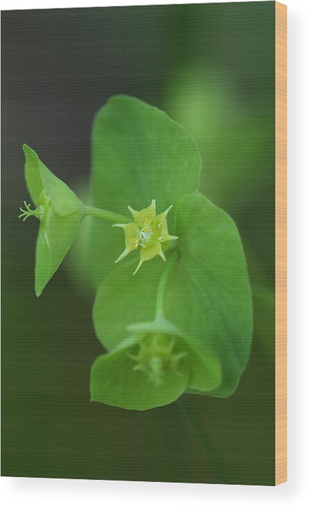 Wood Spurge Wood Print featuring the photograph Wood Spurge by Daniel Reed