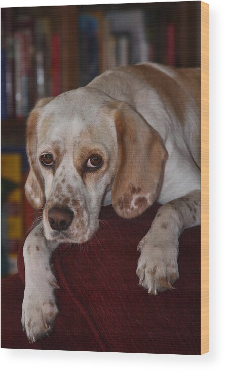 Dog Wood Print featuring the photograph Would You Abandon Me? by Mark Alder