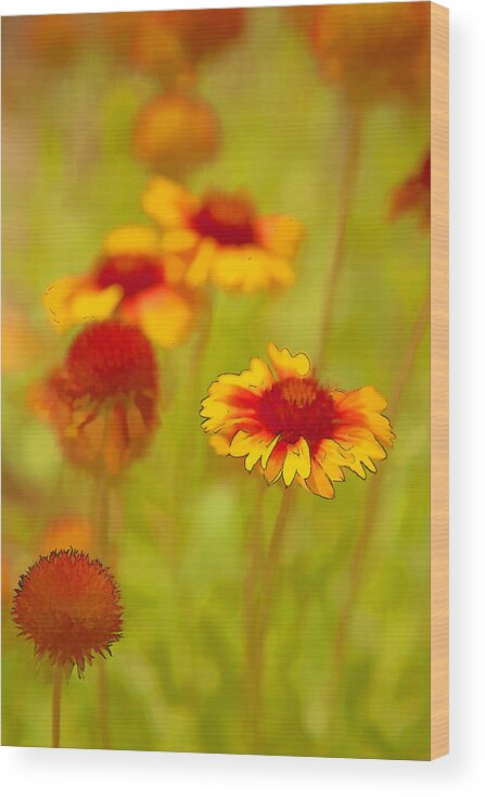 Flower Wood Print featuring the photograph Indian Blanket Coneflower by Jerry Nettik