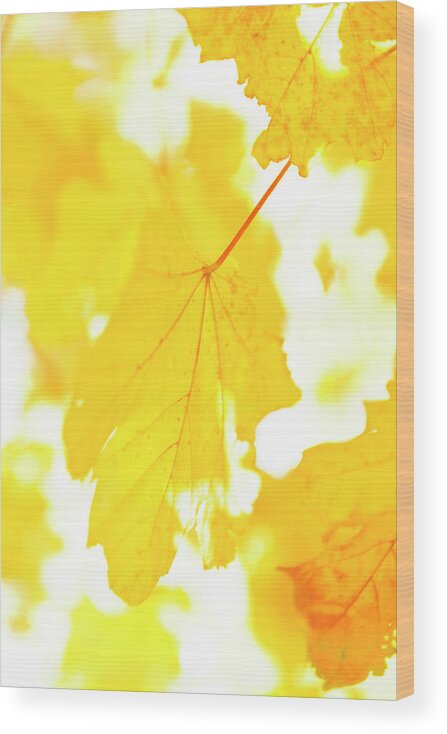 Sweden Wood Print featuring the photograph Yellow Autumn Leaves, Close-up by Johner Images