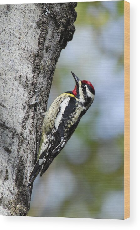 Bird Wood Print featuring the photograph Yellow Bellied Sapsucker by Christina Rollo