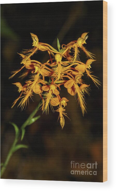 Yellow Fringed Orchid Wood Print featuring the photograph Yellow Fringed Orchid by Barbara Bowen