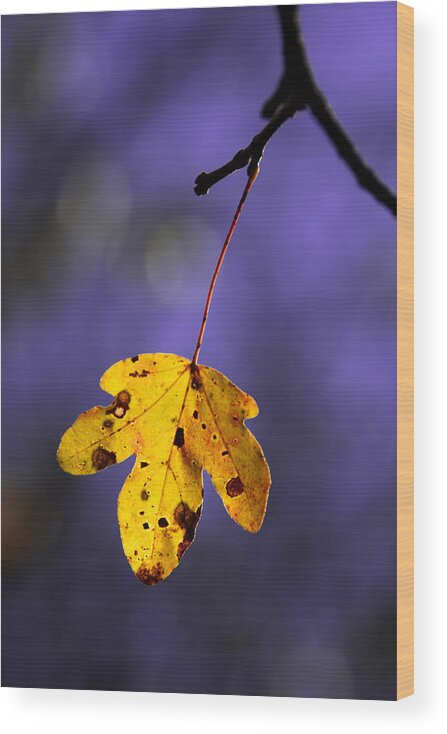 Leaves Wood Print featuring the photograph Yellow leaf by Mikel Martinez de Osaba