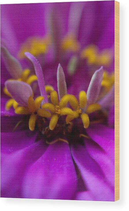 Flower Wood Print featuring the photograph Yellow Stars by Natalie Rotman Cote