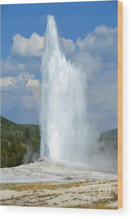 Yellowstone National Park Wood Print featuring the photograph Yellowstone Old Faithful Geyser Errupting by Debra Thompson