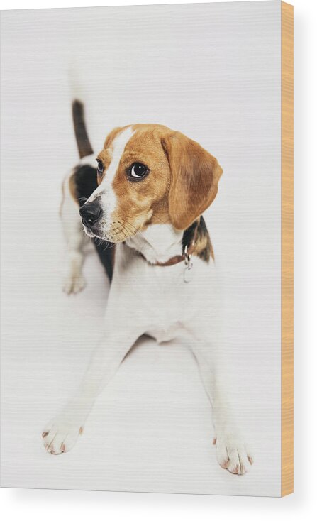 Belgium Wood Print featuring the photograph Young Beagle In The Studio by Kevin Vandenberghe