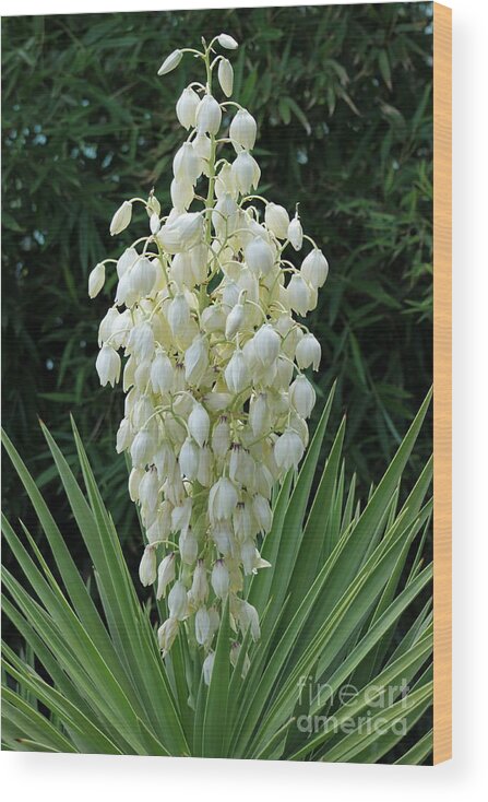 Yucca Wood Print featuring the photograph Yucca Blossoms by Christiane Schulze Art And Photography