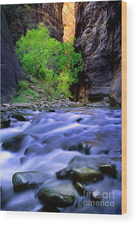 America Wood Print featuring the photograph Zion Narrows by Inge Johnsson