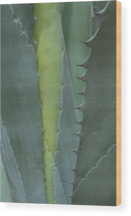 Agave Wood Print featuring the photograph A Certain Strength by Marilyn Cornwell