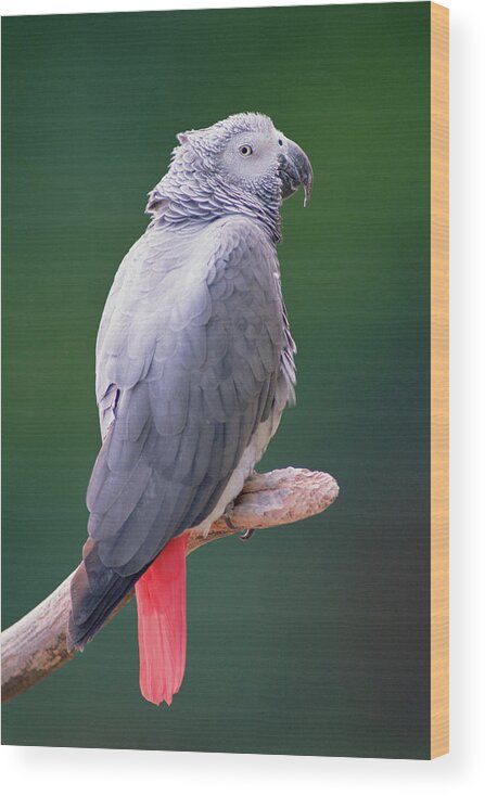 Mp Wood Print featuring the photograph African Grey Parrot Psittacus Erithacus #1 by Gerry Ellis