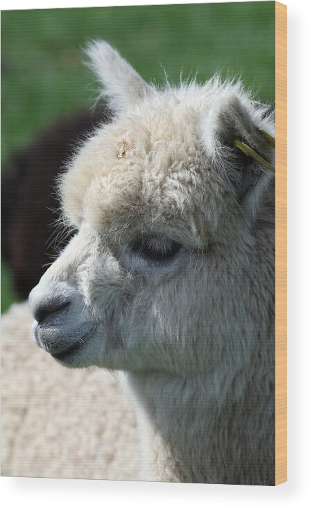 Alpaca Wood Print featuring the photograph Alpaca #1 by David Harding