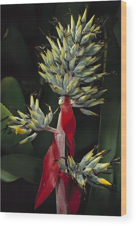 00750656 Wood Print featuring the photograph Atlantic Forest Bromeliad Brazil #2 by Mark Moffett