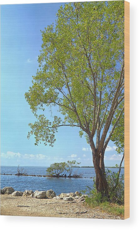 Beautiful Wood Print featuring the photograph Biscayne National Park-1 by Rudy Umans