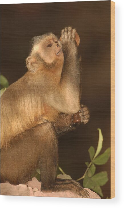 Mp Wood Print featuring the photograph Brown Capuchin Cebus Apella In Tree #1 by Pete Oxford