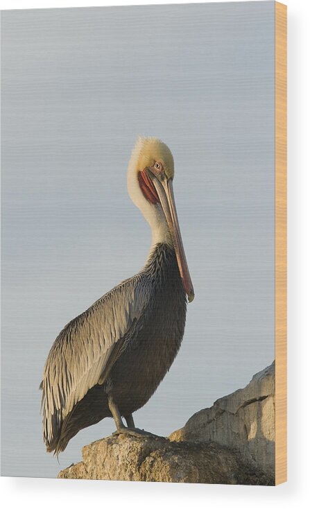 00429647 Wood Print featuring the photograph Brown Pelican In Breeding Plumage #1 by Sebastian Kennerknecht